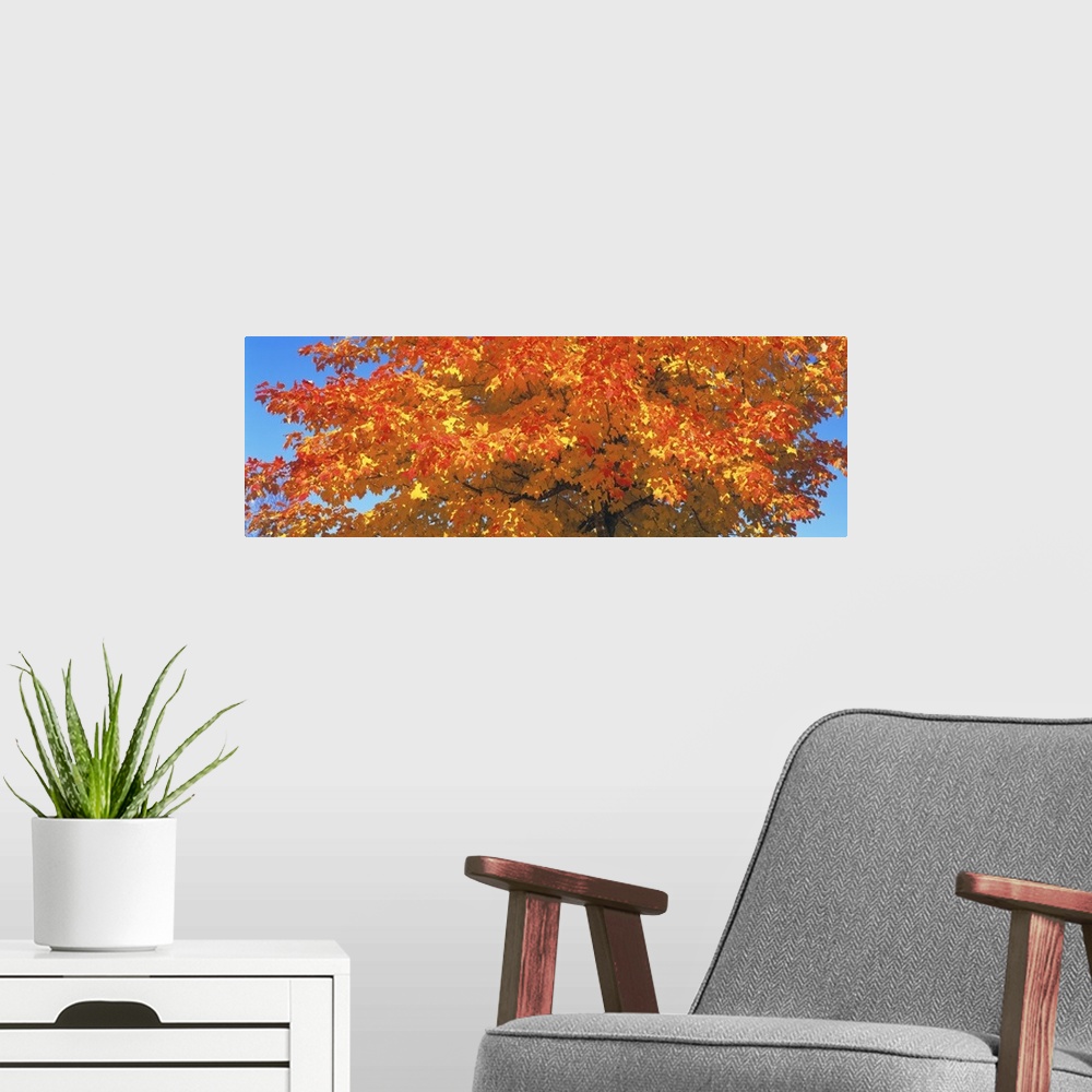 A modern room featuring Large horizontal photograph of vibrant, fall colored leaves on a sugar maple tree, in front of a ...