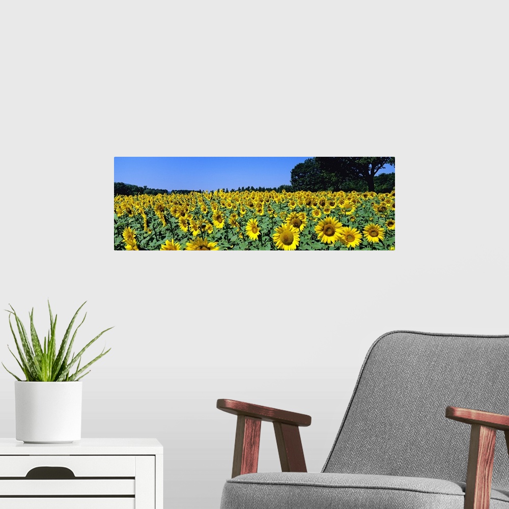 A modern room featuring Sunflowers in a field, Provence, France