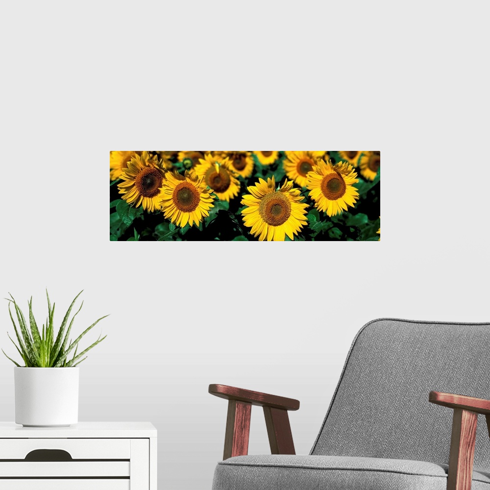 A modern room featuring Sunflowers ND