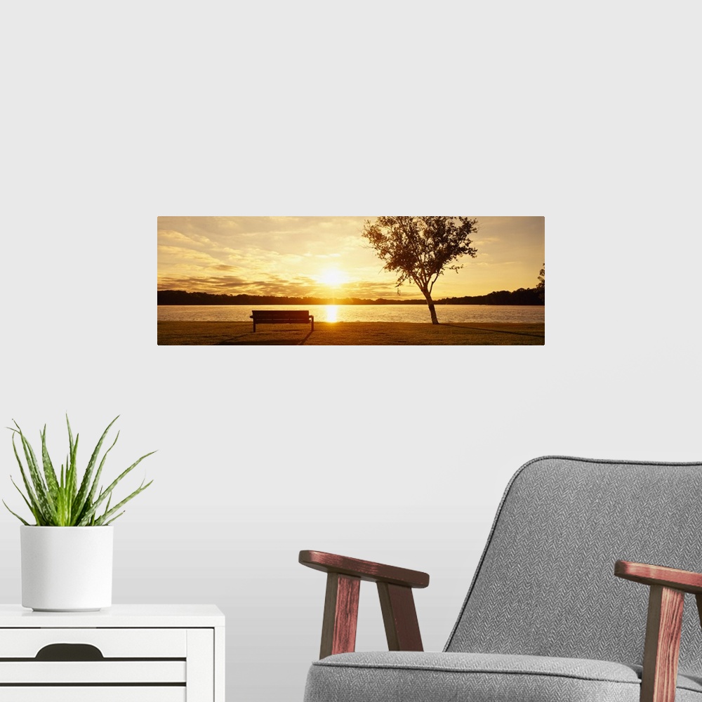 A modern room featuring Sunrise with Bench and Birch Tree