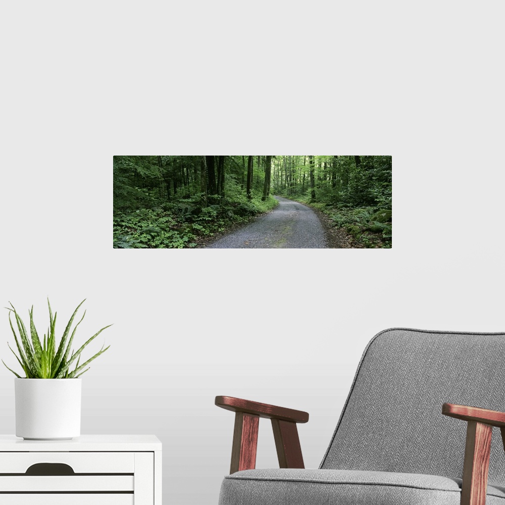 A modern room featuring Tennessee, Great Smoky Mountains National Park, Road through a forest