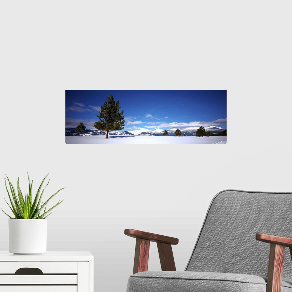A modern room featuring Tree in a snow covered field, Ponderosa pine tree, Montana