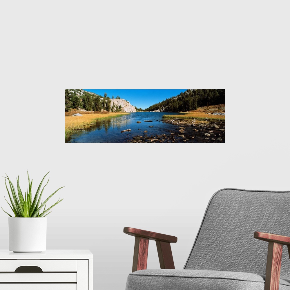 A modern room featuring Trees along a river, Little Lakes Valley, Eastern Sierra, California
