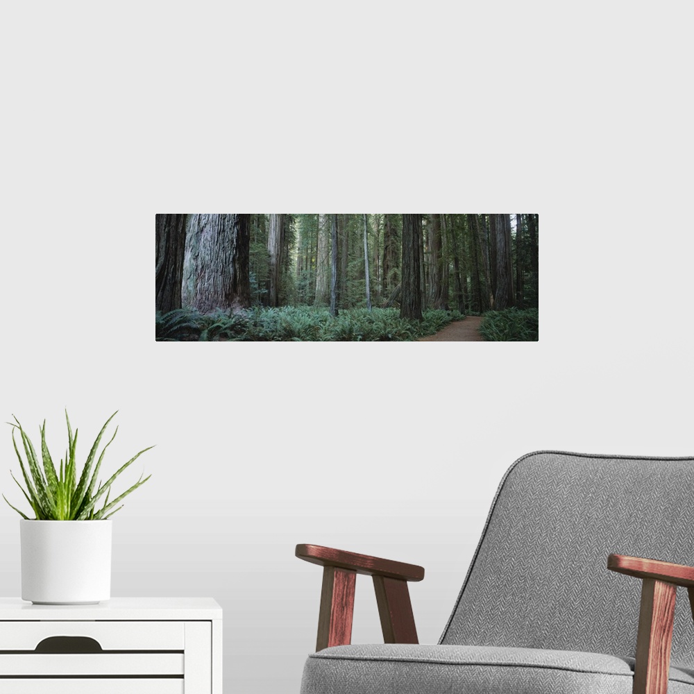 A modern room featuring Trees along a walkway in a forest, Jedediah Smith Redwoods State Park, California