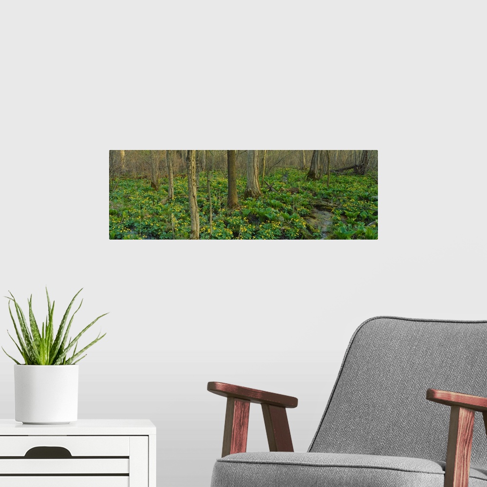 A modern room featuring Trees among yellow flowers in the forest, Cedar Bog, Urbana, Ohio