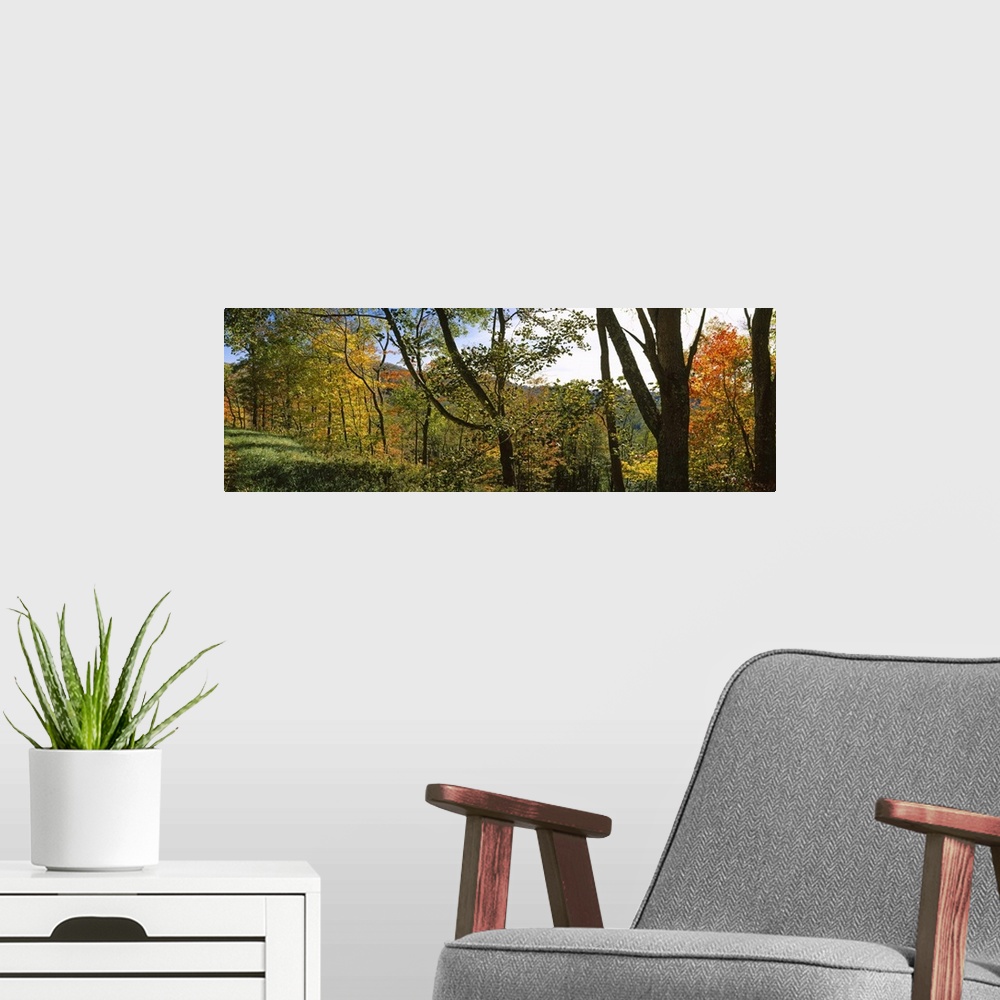 A modern room featuring Trees in a forest, Blue Ridge Mountains, Outside of Spruce Pine, North Carolina