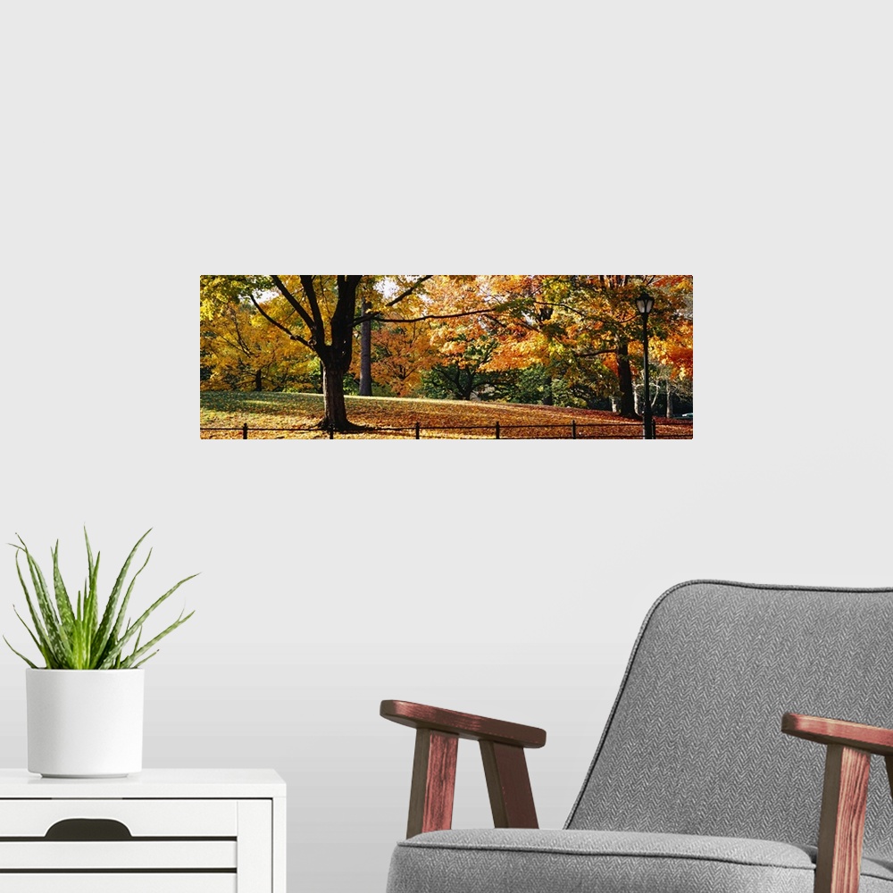 A modern room featuring Panoramic photo on canvas of fall foliage covered trees in Central Park.