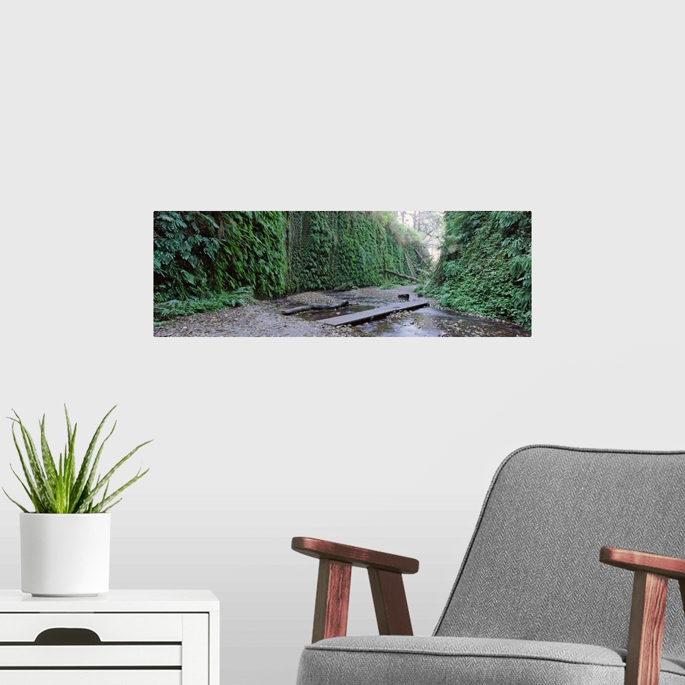 A modern room featuring Trees in a forest, Fern Canyon, Prairie Creek Redwoods State Park, California