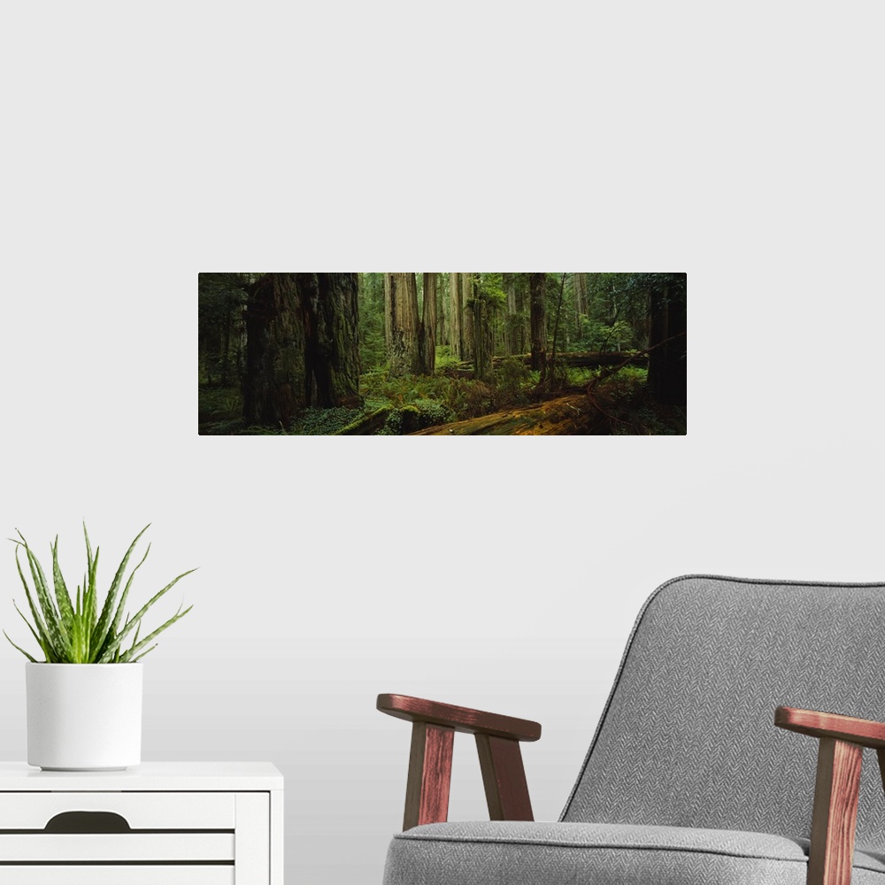 A modern room featuring Trees in a forest, Hoh Rainforest, Olympic National Park, Washington State