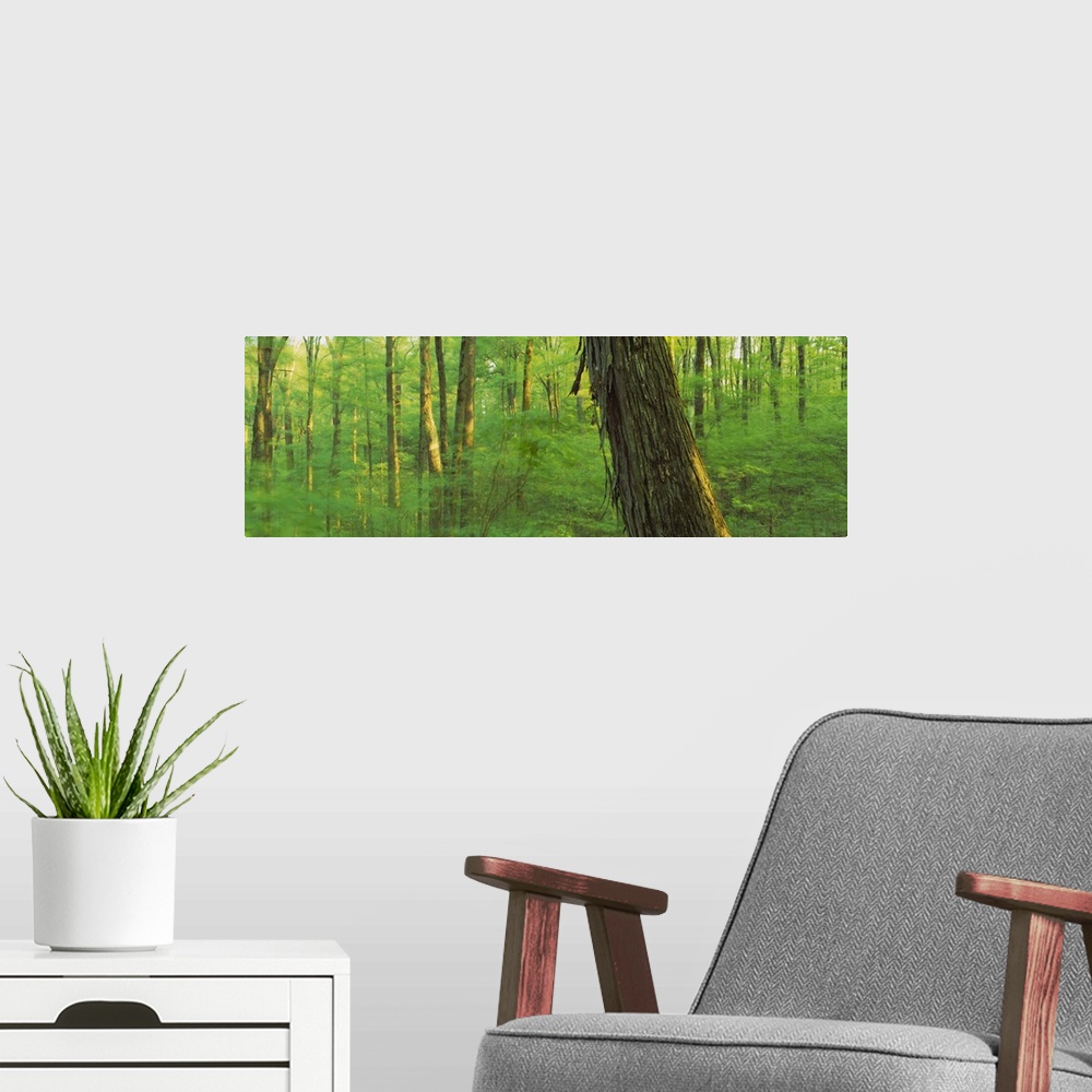 A modern room featuring Trees in a forest, Hoosier National Forest, Indiana
