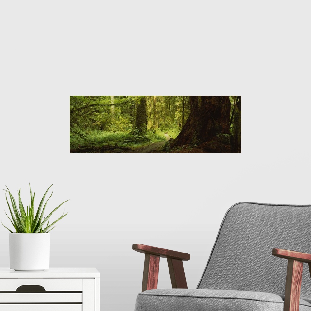 A modern room featuring Trees in a forest, Olympic National Park, Washington State