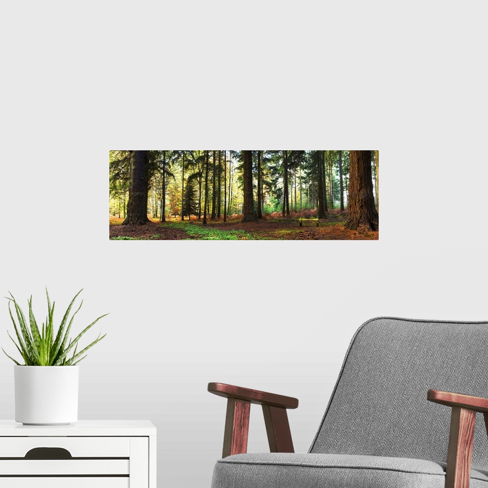 A modern room featuring Trees in a forest, Rhinefield Ornamental Drive, New Forest, Hampshire, England