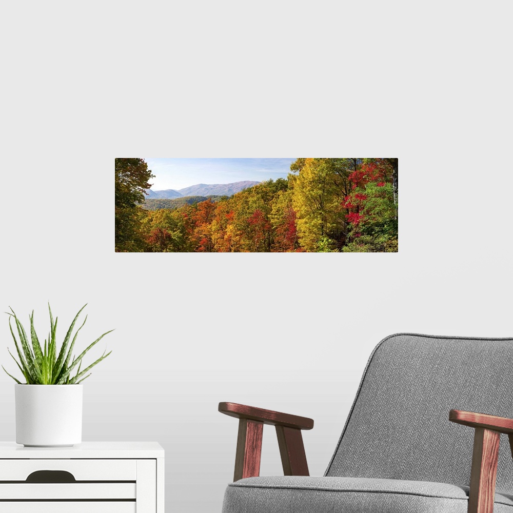 A modern room featuring Trees in a forest, Roaring Fork Motor Nature Trail, Great Smoky Mountains National Park, Tennesse...