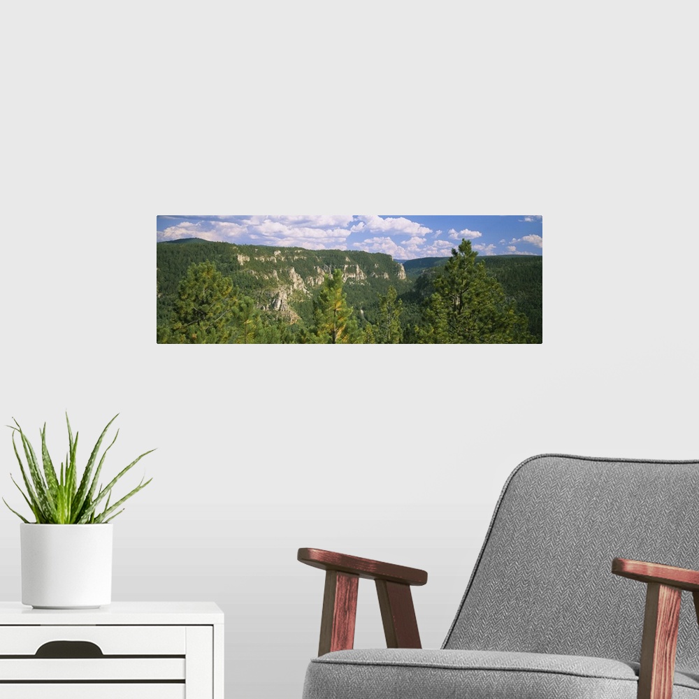 A modern room featuring Trees in a forest, Spearfish Canyon, South Dakota