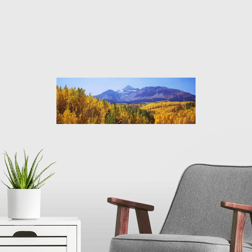 A modern room featuring Trees in a forest with mountain range in the background, Telluride, San Miguel County, Colorado, USA