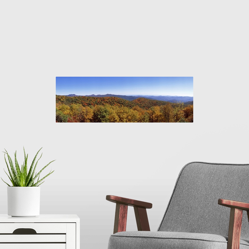 A modern room featuring Trees in a forest with mountains in the background Blue Ridge Mountains North Carolina