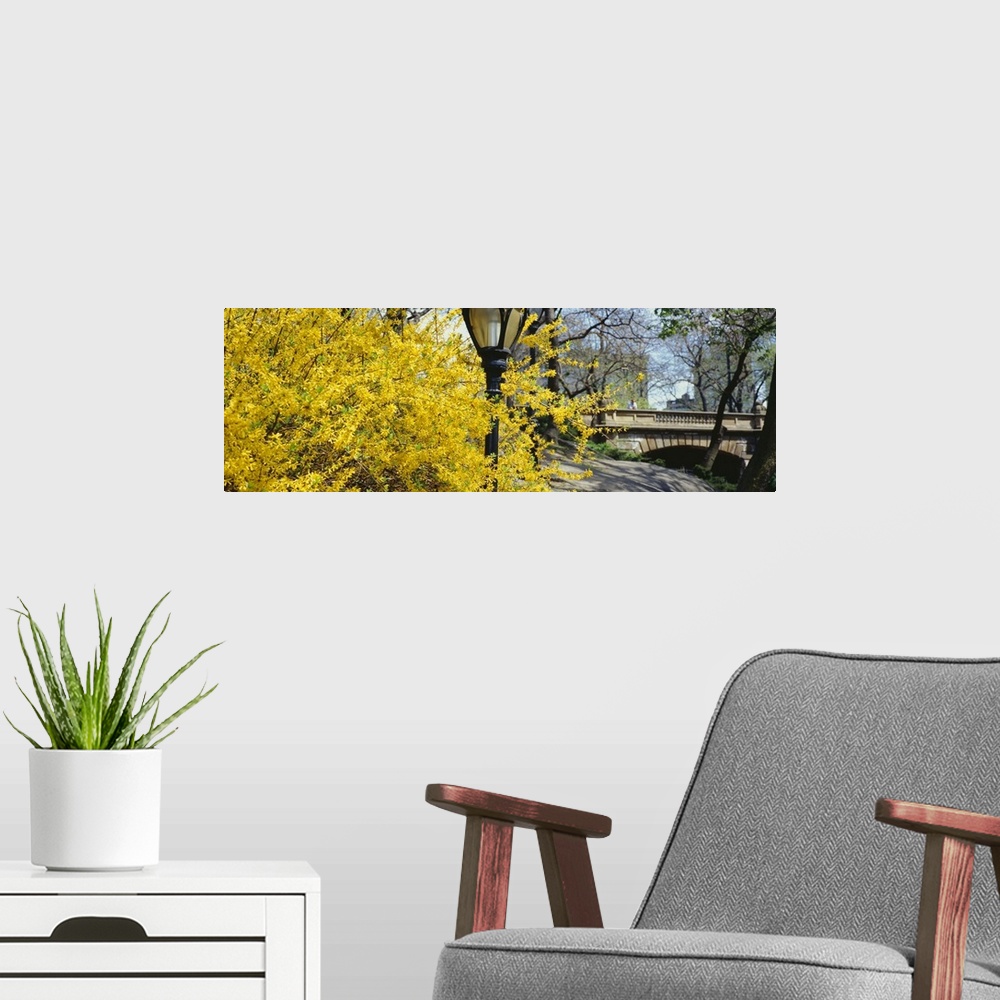 A modern room featuring Trees in a park, Central Park, Manhattan, New York City, New York State