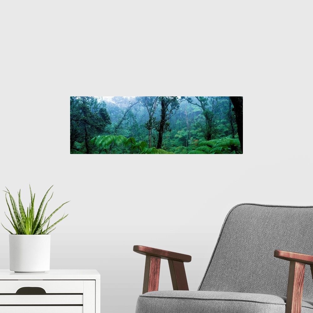 A modern room featuring Trees in a rainforest, Hawaii Volcanoes National Park, Big Island, Hawaii