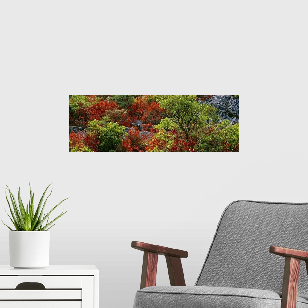 A modern room featuring Trees in the forest, Dolly Sods Wilderness, Monongahela National Forest, West Virginia