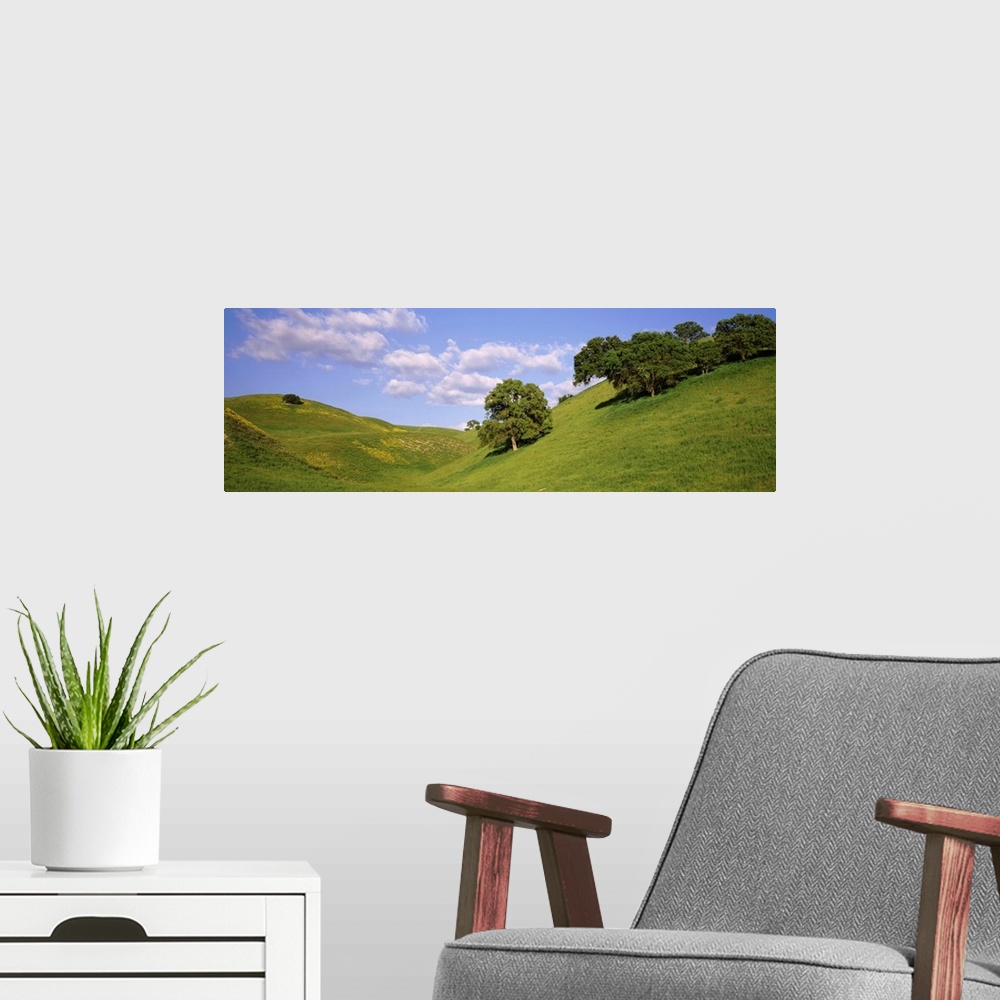 A modern room featuring Trees on a hill, Priest Valley, Monterey County, California, USA