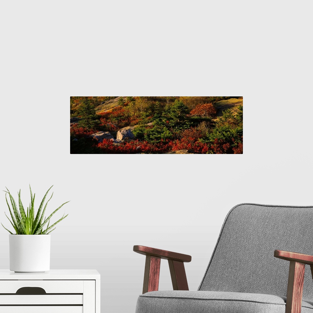 A modern room featuring Trees on a landscape, Cadillac Mountain, Acadia National Park, New England, Maine