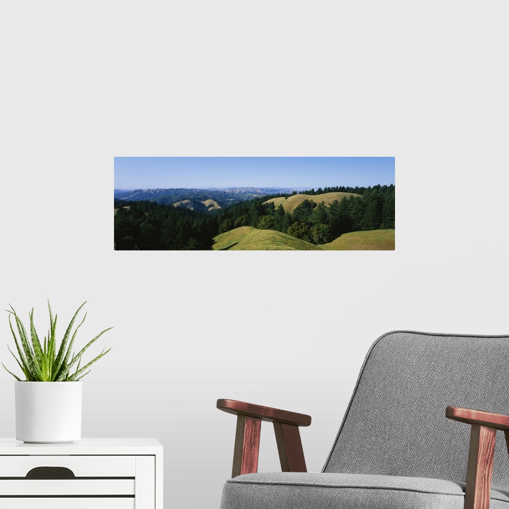 A modern room featuring Trees on a landscape, Mt Tamalpais, Marin County, California