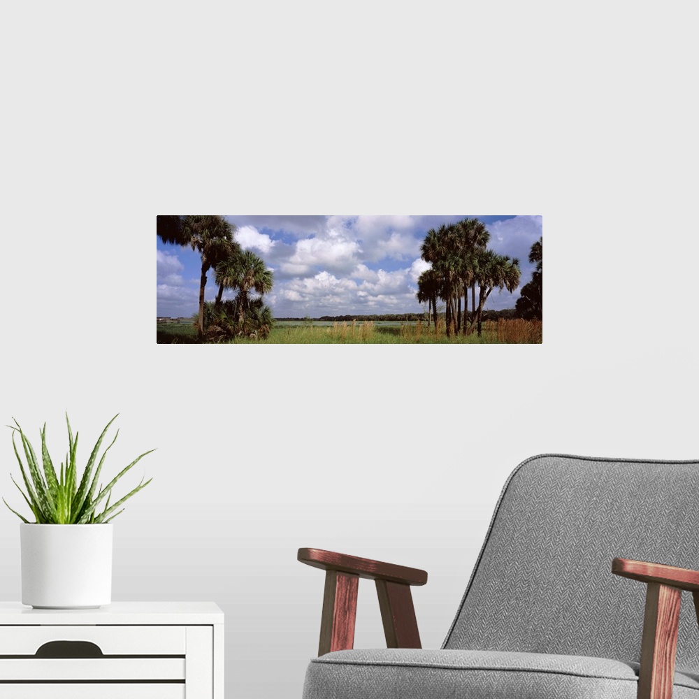 A modern room featuring Trees on a landscape Myakka River Myakka River State Park Sarasota County Florida