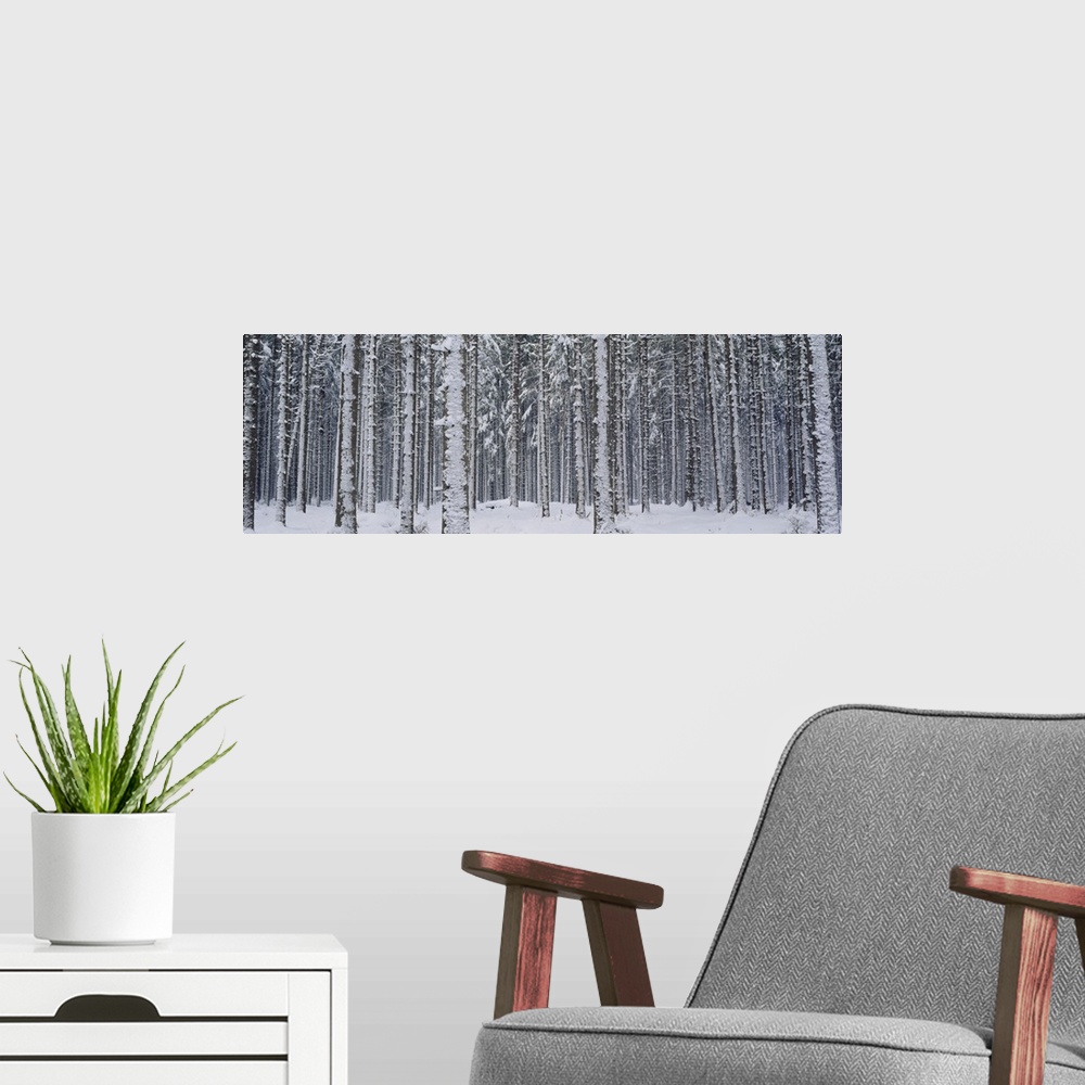 A modern room featuring Decorative artwork for the home of office of a thick forest during winter with the tree trunks co...