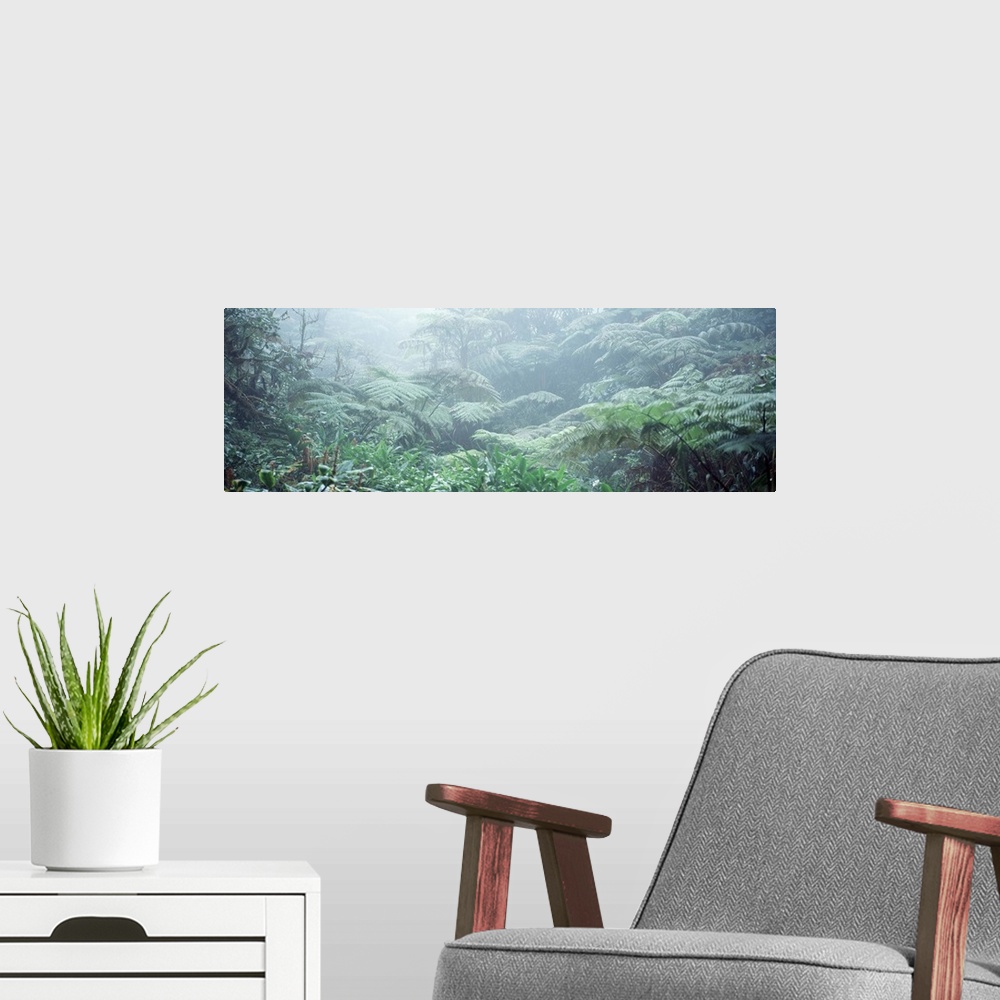 A modern room featuring Tropical Rain Forest Waimea HI
