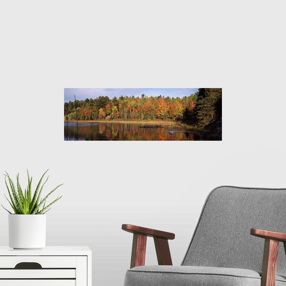 A modern room featuring A thick forest of autumn colored trees is photographed from across a lake with two swans swimming...