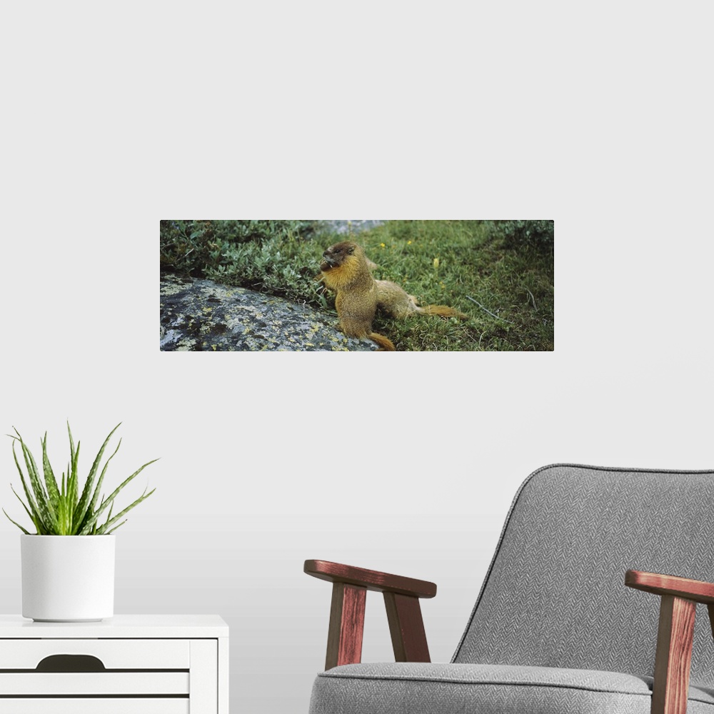 A modern room featuring Two Ground squirrels in a forest, Holy Cross Wilderness, Colorado