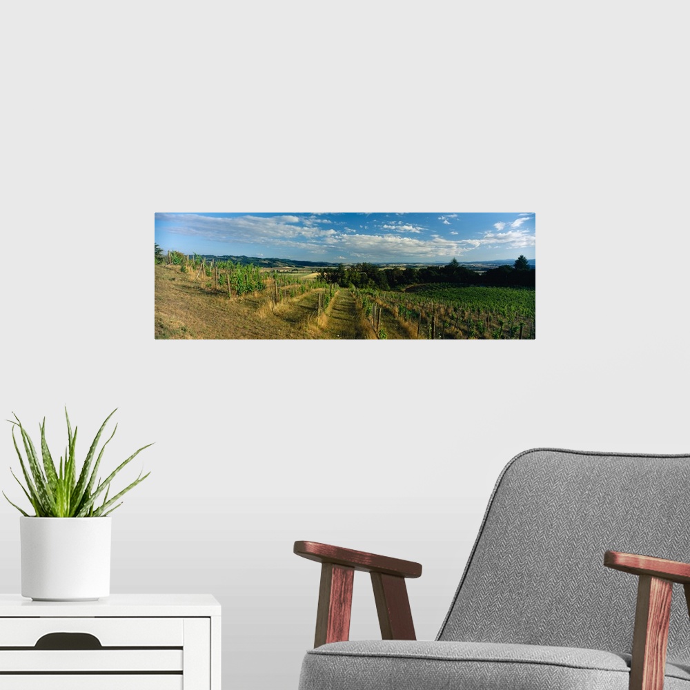 A modern room featuring Vines in a field, Elk Cove, Newberg, Yamhill County, Oregon