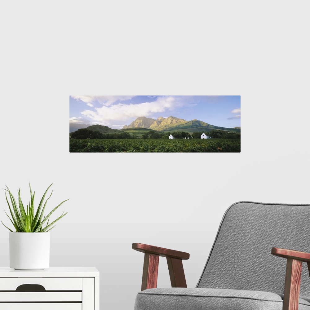 A modern room featuring Vineyard in front of mountains, Babylons Torren Wine Estates, Paarl, Western Cape, Cape Town, Sou...