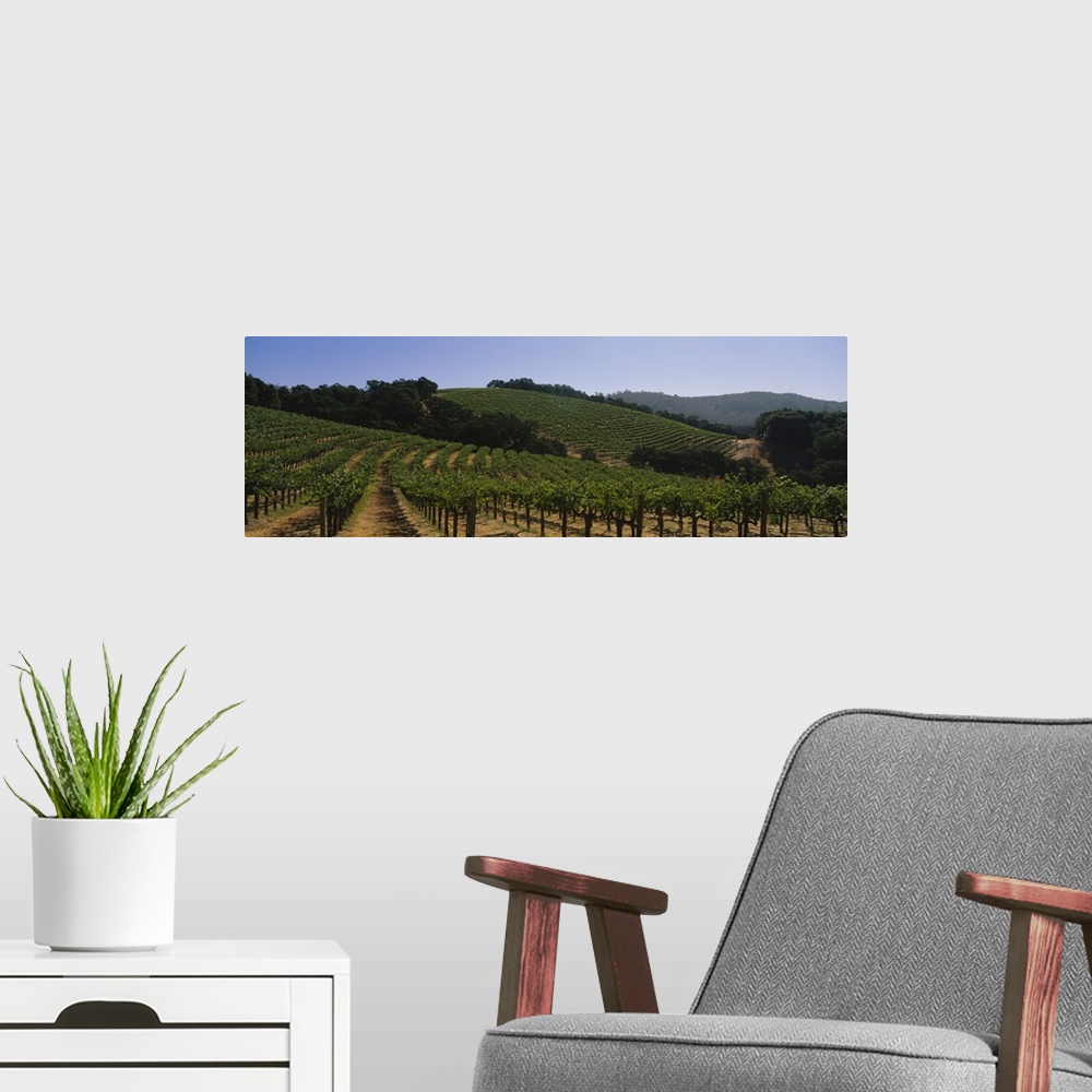 A modern room featuring Vineyard on a landscape, Napa Valley, California
