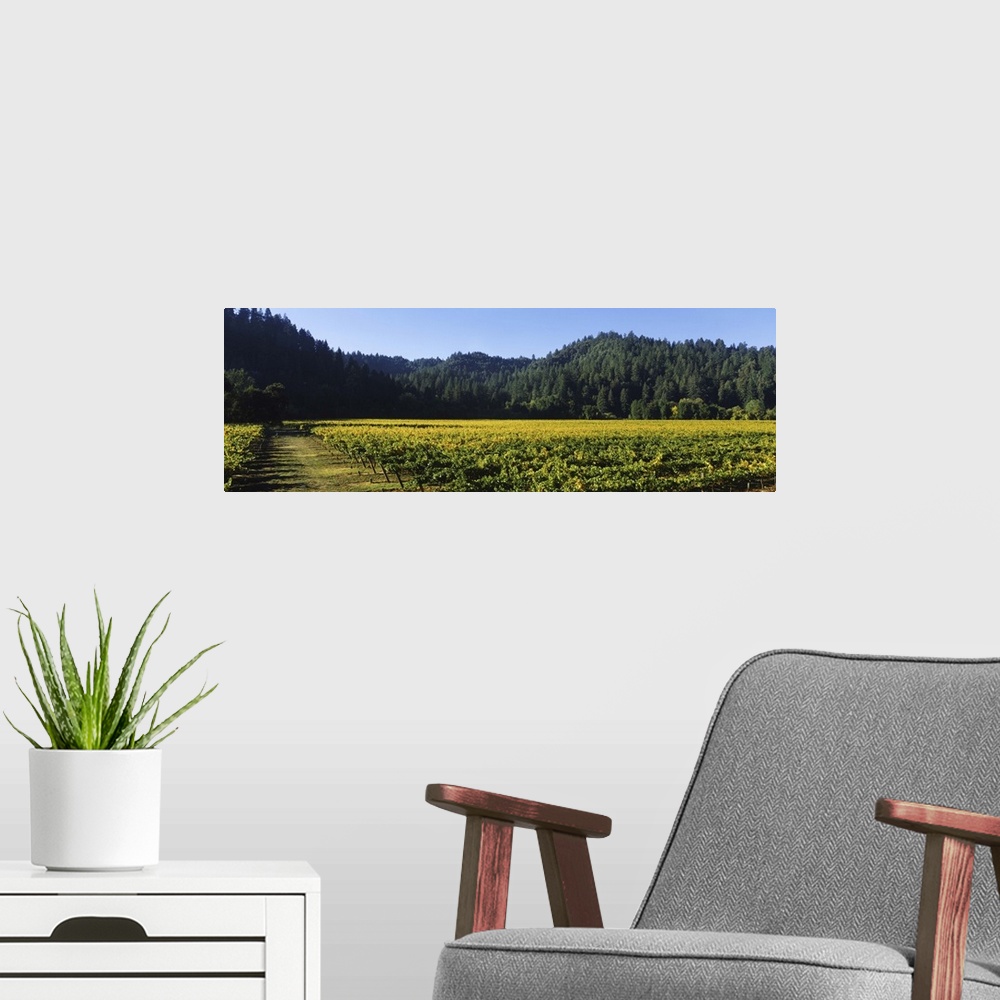 A modern room featuring Vineyard, Russian River Valley, Sonoma, California