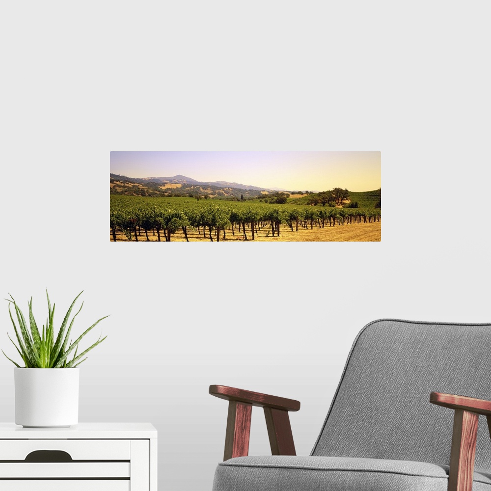 A modern room featuring A panoramic view of a large vineyard that reaches far back with hills photographed in the backgro...