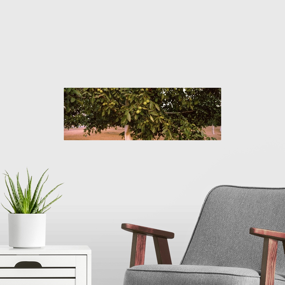 A modern room featuring Walnuts growing on a tree, California