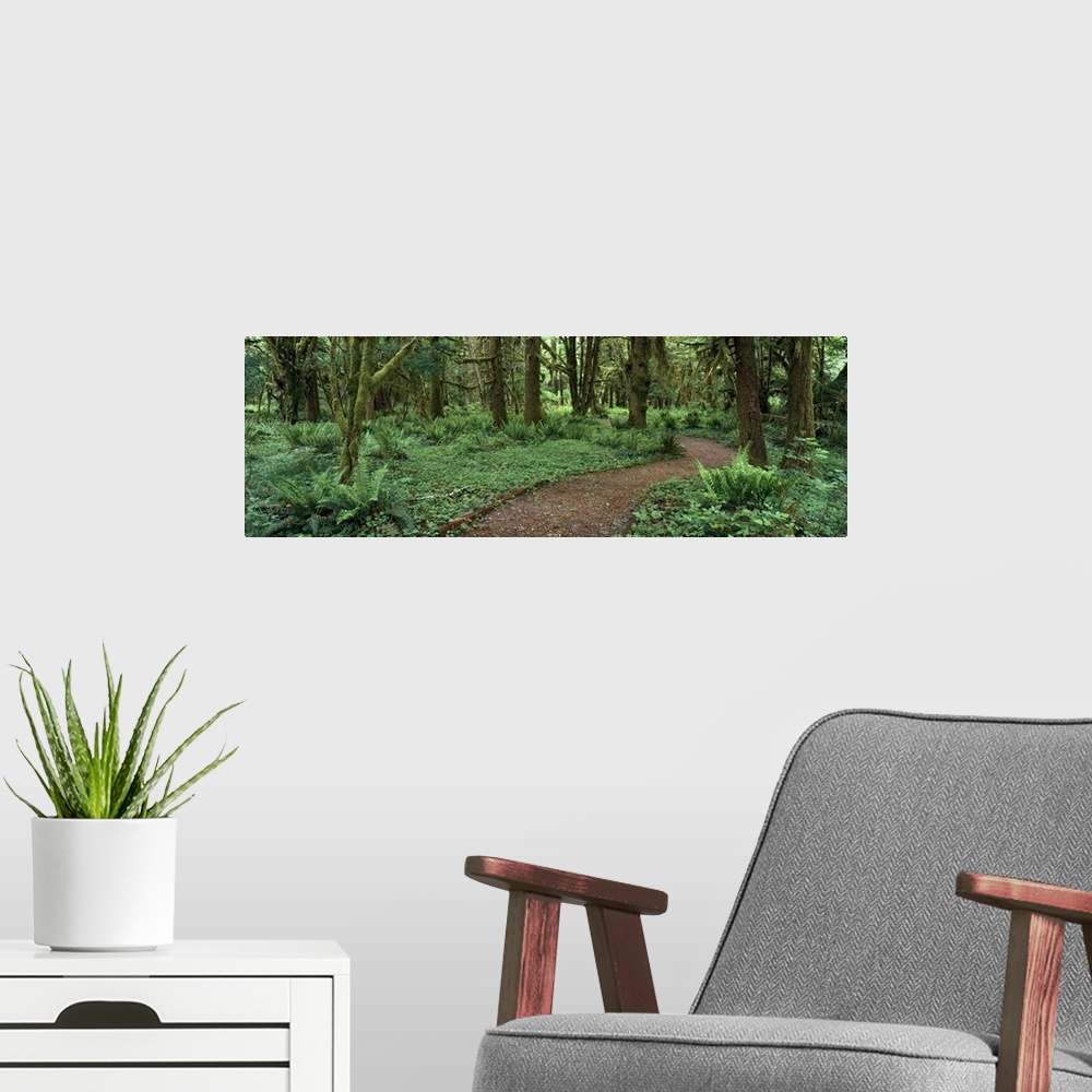 A modern room featuring Washington, Olympic National Park, Empty path in the rainforest