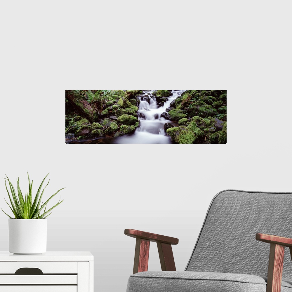 A modern room featuring Waterfall in a forest, Quinault Rainforest, Olympic National Park, Washington State