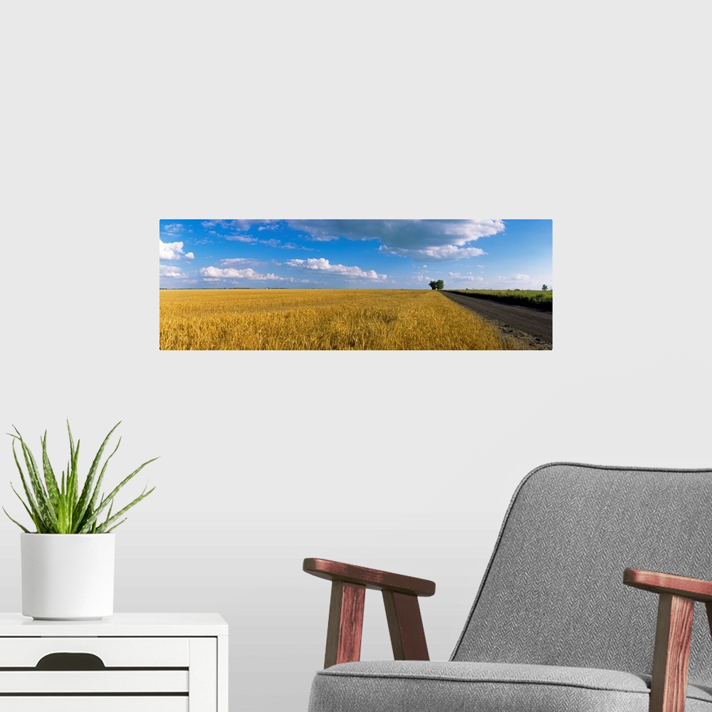 A modern room featuring Wheat crop in a field, North Dakota