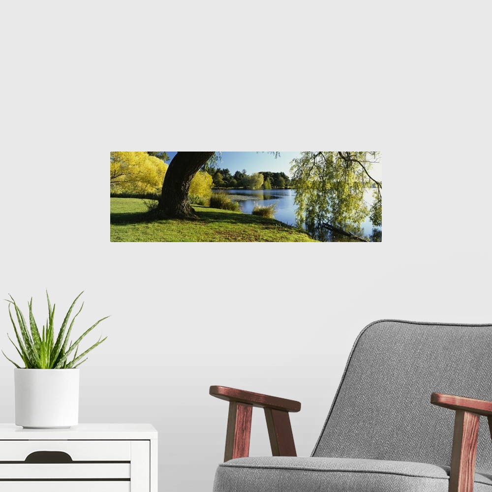 A modern room featuring Willow tree by a lake, Green Lake, Seattle, Washington State