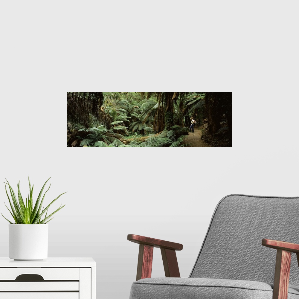 A modern room featuring Woman standing in a forest, Temperate Rainforest, Tarra Bulga National Park, Victoria, Australia