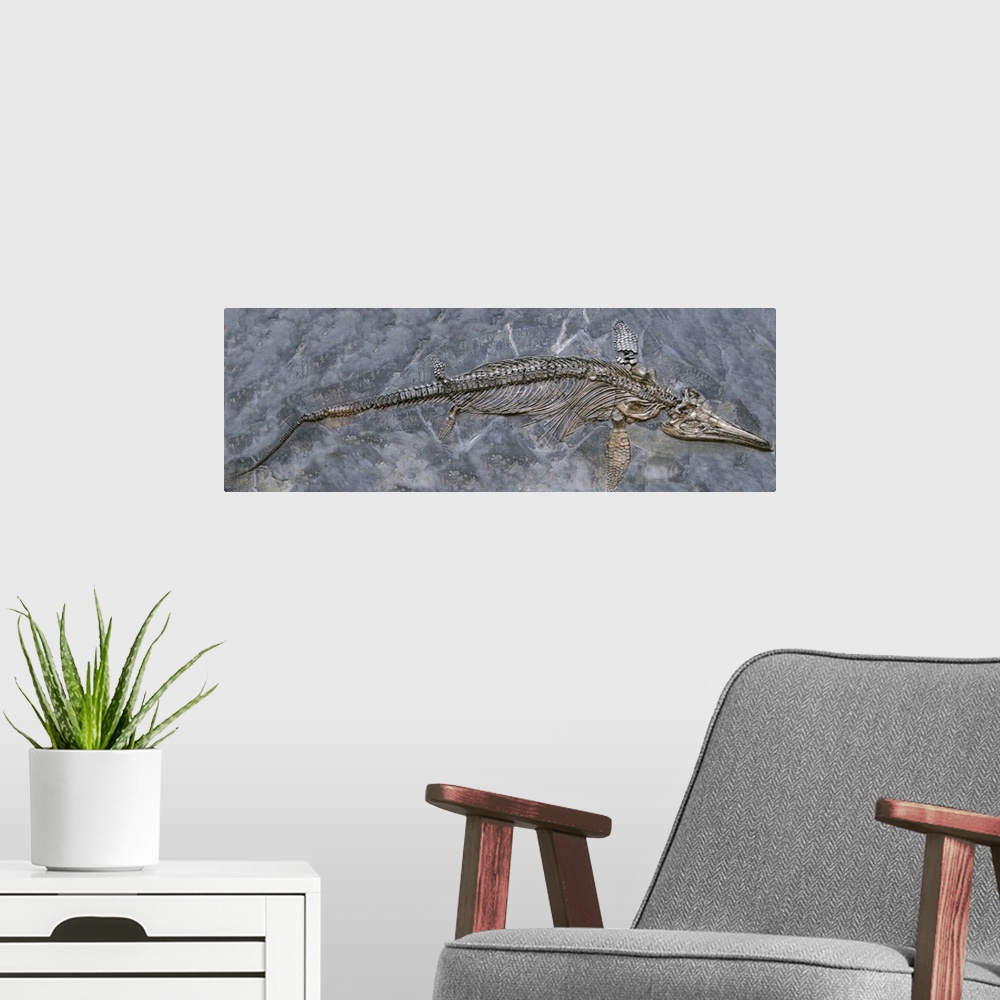 A modern room featuring Fossil of an extinct Ichthyosaur (Ichthyosaurus communis Conybeare), or fish lizard. This specime...