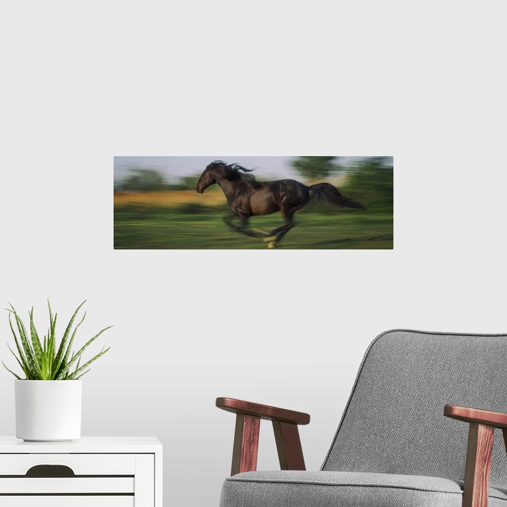 A modern room featuring Horse running at full speed in the south of France