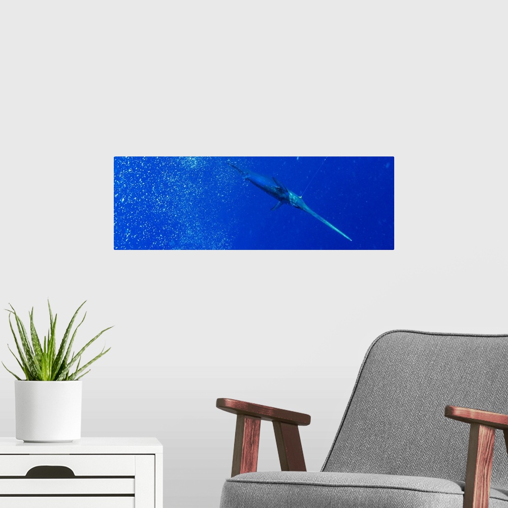 A modern room featuring A broadbill swordfish swims below