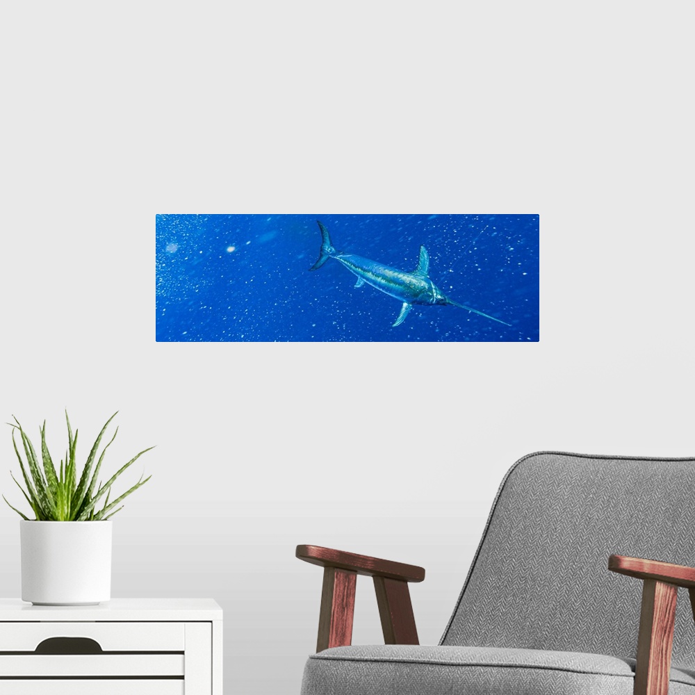 A modern room featuring Underwater view of a big swordfish