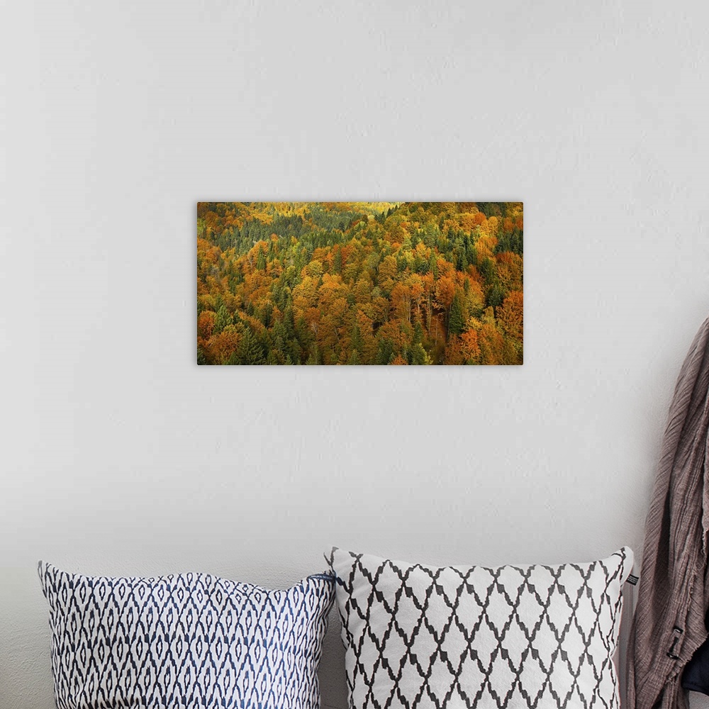 A bohemian room featuring Lush, colorful autumn forest landscape, aerial view, textured background. Forestry, pristine natu...
