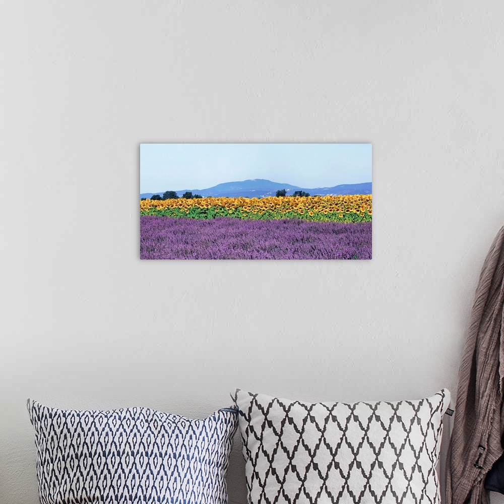 A bohemian room featuring France, Provence, Valensole, Lavender field.