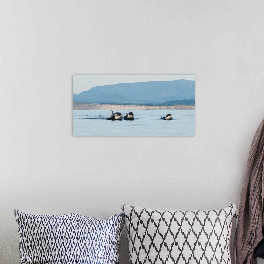 A bohemian room featuring Killer whales seen on a trip from Vancouver Island Canada.