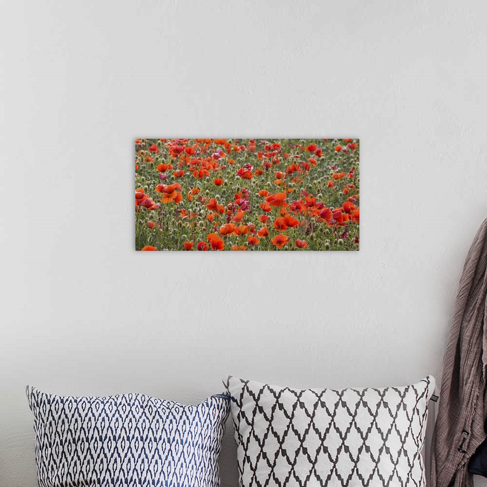 A bohemian room featuring Field of wild poppies (Papaver rhoeas) in the Val d'Orcia, near Pienza, Siena, Toscana, Italy, Eu...